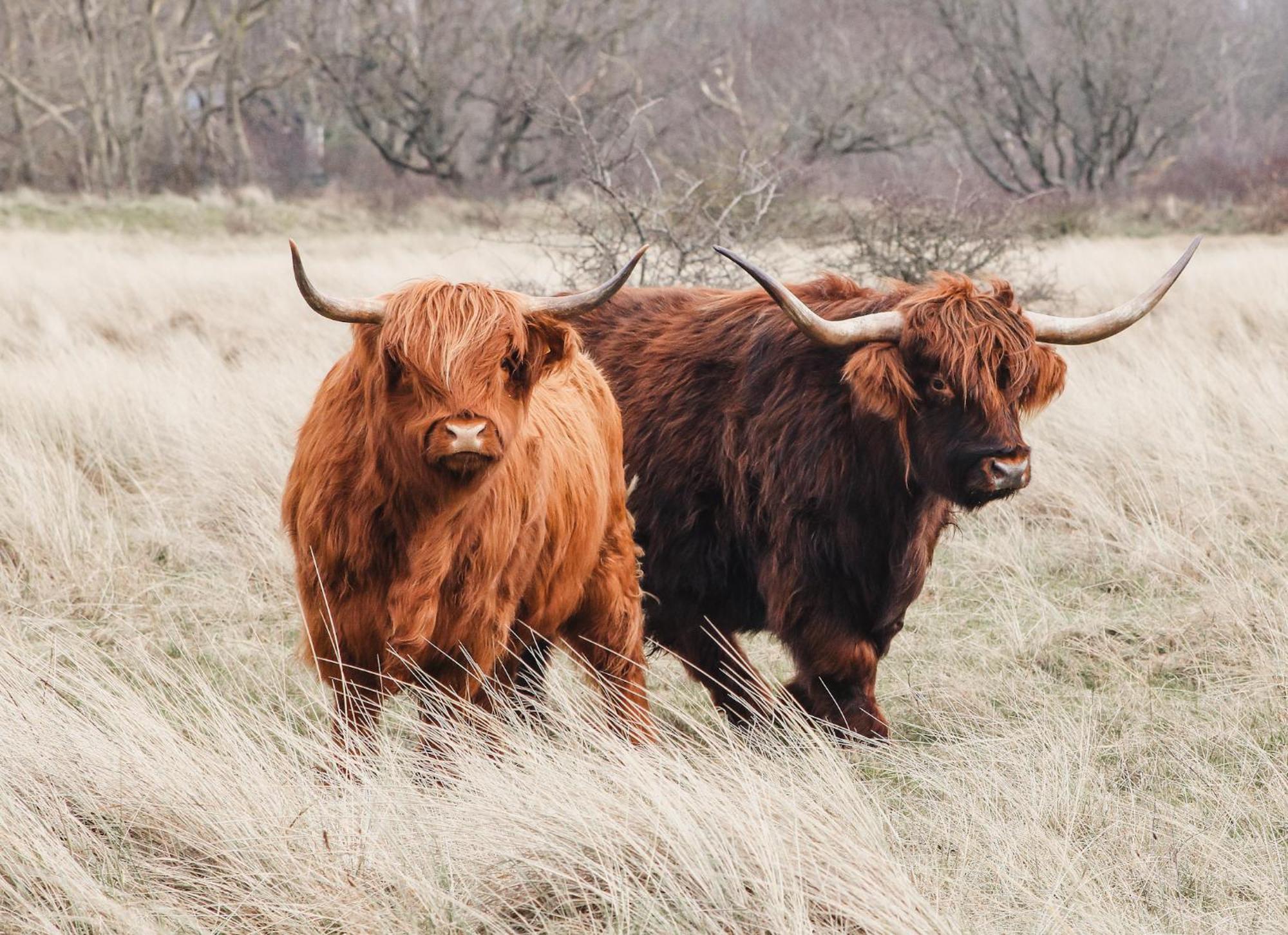 Zoomers Aan Het Bos Castricum Extérieur photo
